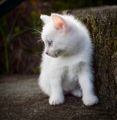 Naklejka na ściany i meble white kitten next to step 