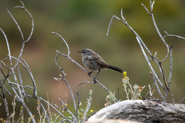 Karoo scrub Robins in the early morning