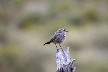 Karoo scrub Robins in the early morning