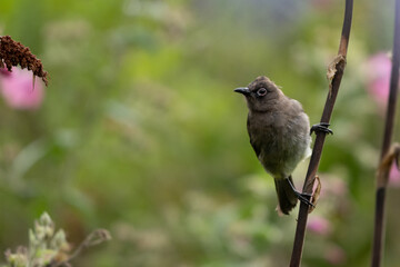 Juvenile Cape bulbul