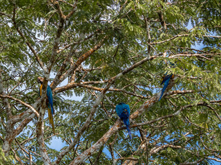 Macaws in Pacaya Samiria National Park, Amazonas, Peru