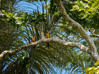 Macaw couple in Pacaya Samiria National Park, Amazonas, Peru