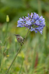 Southern double-collared sunbird on Agapanthus flower