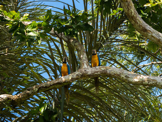 Macaw couple in Pacaya Samiria National Park, Amazonas, Peru