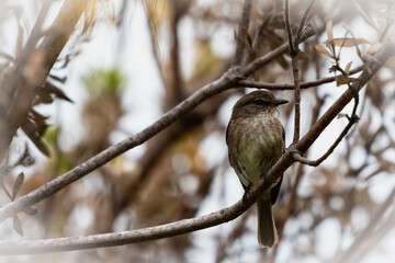 African dusky flycatcher perched on a branch