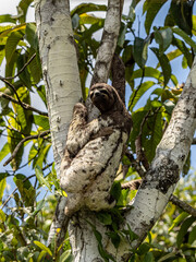 Beautiful sloth and its baby in Pacaya Samiria National Park, Amazonas, Peru