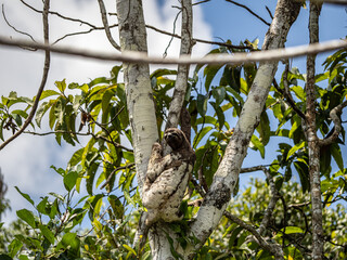 Beautiful sloth and its baby in Pacaya Samiria National Park, Amazonas, Peru