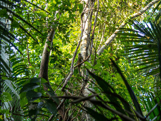Capuchin monkey in Pacaya Samiria National Park, Amazonas, Peru