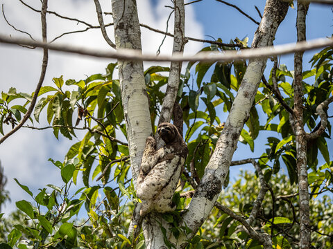 Beautiful sloth and its baby in Pacaya Samiria National Park, Amazonas, Peru
