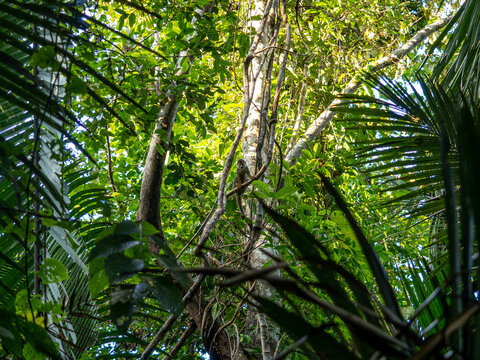 Capuchin monkey in Pacaya Samiria National Park, Amazonas, Peru