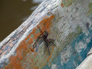 Spider in boat, Pacaya Samiria Nationa Reserve, Amazonas, Peru
