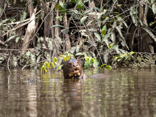 Naklejka na ściany i meble Giant otter in Pacaya Samiria National Park, Amazonas, Peru