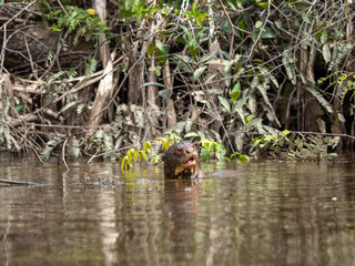 Giant otter in Pacaya Samiria National Park, Amazonas, Peru