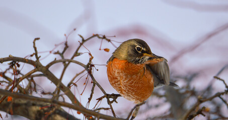 robin perched on a branch