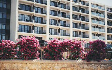 Selective focus on the foreground composed of a hotel fence abundant with creepers with blooming pink/rose flowers, in the background rows of balconies on the facade of a hotel complex in Cascais