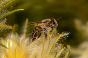 Close up of bee on Asteraceae flower