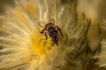 Close up of bee on Asteraceae flower