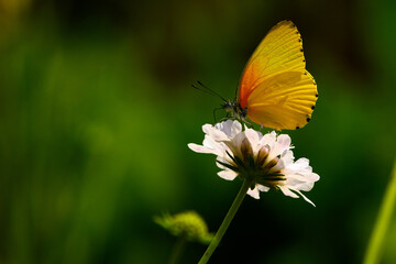Eastern Dotted Border butterfly on White Scabiosa flower