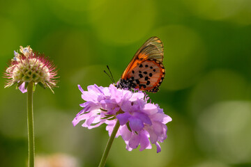 Garden Acraea butterfly on pinnk Scabiosa flowers