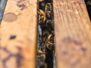 Bee Hive Frames