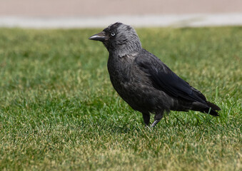 crow on the grass