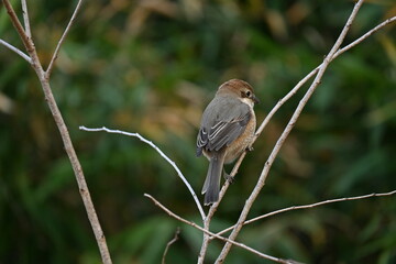 A female shrike.
The difference between males and females is the male Eye-stripe are black, but...