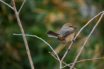 A female shrike.
The difference between males and females is the male Eye-stripe are black, but...