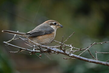 A female shrike.
The difference between males and females is the male Eye-stripe are black, but that of the female is brown, and the pattern on the abdomen of the female is clear.