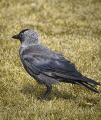crow on the grass