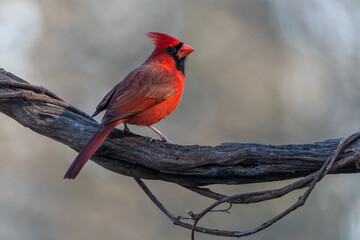 Male Cardinal Perched on Tree Vine