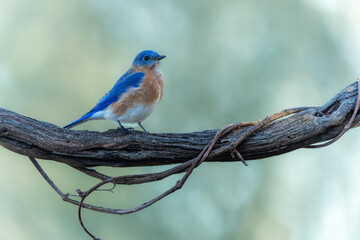 Bluebird Perched on Vine