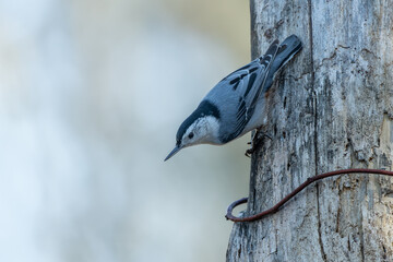 White-breasted Nuthatch (Sitta carolinensis) Perched On Tree Trunk