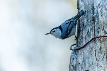 White-breasted Nuthatch (Sitta carolinensis) Perched On Tree Trunk