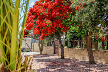 View of city street with flowering tree