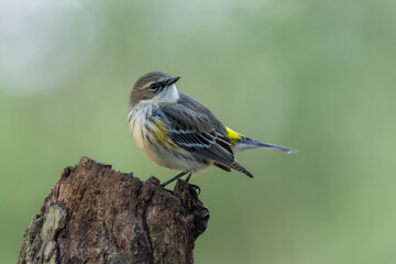 Myrtle Warbler or Yellow-rumped warbler (Setophaga coronata)
