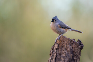 Tufted Titmouse Perched