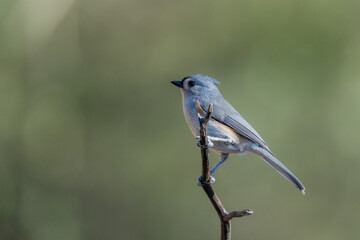 Perched Tufted Titmouse