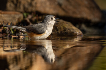 Tufted Titmouse (Baeolophus bicolor) Taking a Bath