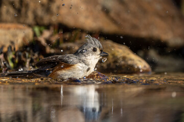 Tufted Titmouse (Baeolophus bicolor) Taking a Bath