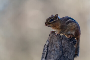 Chipmunk