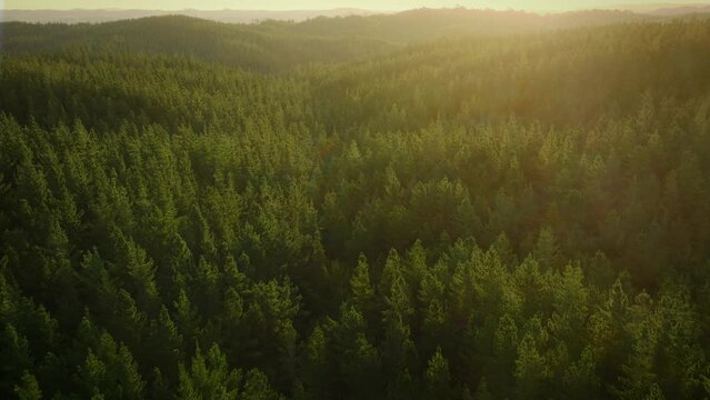 Aerial: Golden sunset over lush green pine forest 