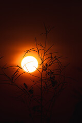 evening shilloutte sun