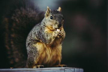 squirrel eating nut