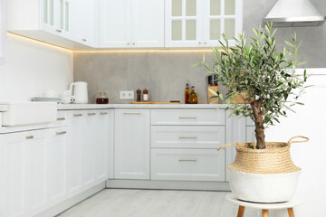 Beautiful potted olive tree in stylish kitchen