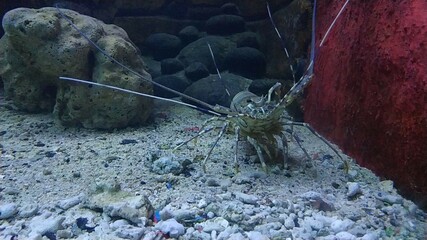 giant prawns swimming in the sea between the corals