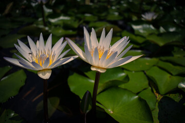 White lily floating in a pond