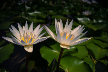 White lily floating in a pond