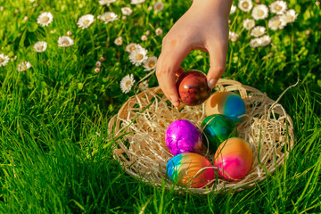Fototapeta premium Easter holiday tradition.Easter Egg Hunt.child collects colored eggs in a spring meadow with daisies. Childs hand puts colorful eggs in a wicker basket.Spring religious holiday.