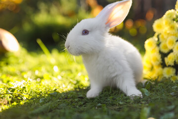 Cute white rabbit near flowers on green grass outdoors