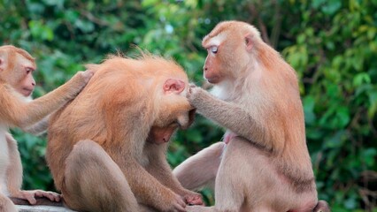 Family of red monkeys spends time on branches in forest during hot daytime hours. They do mutual grooming showing care and affection expressing sympathy. Complex of procedures for care of appearance.